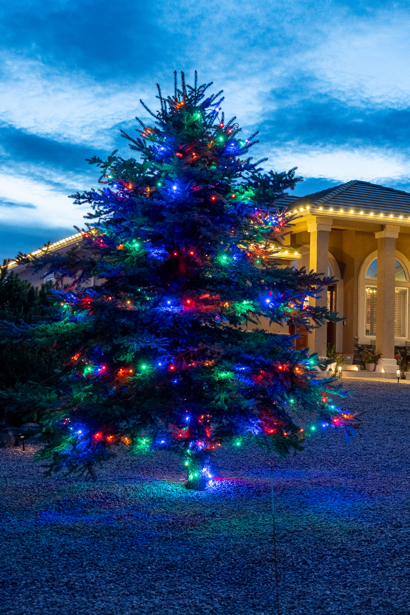 A tree wrapped in multicolor Christmas lights